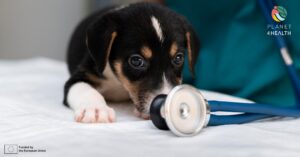 Picture of a dog for a blog post related to Vector-borne diseases in the Iberian Peninsula