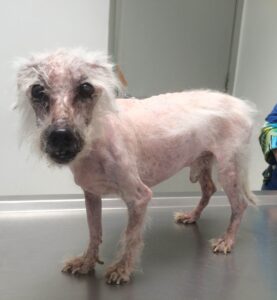 Leishmanniasis in dogs by APMVEAC